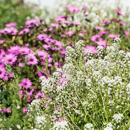 Appartement Olive Garden Villas&apartments