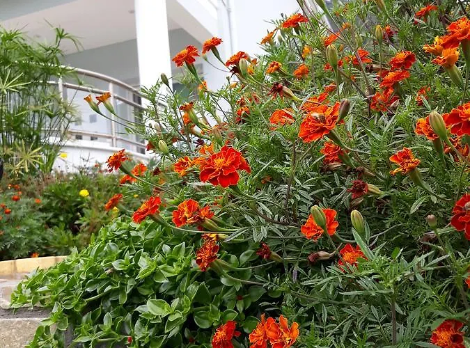 Olive Garden And * Chrysi Ammoudia