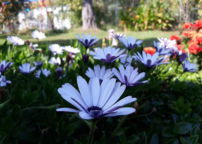 Apartment Olive Garden And *