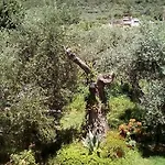 Olive Garden And アパート クリッシ・アモウディア