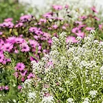 アパート Olive Garden And