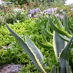 アパート Olive Garden And *