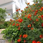 Olive Garden And * クリッシ・アモウディア