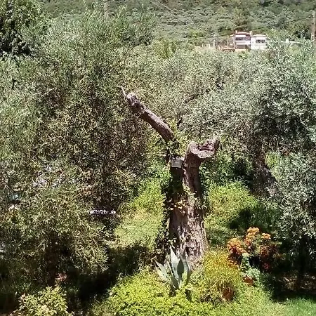 Olive Garden And Daire Chrysi Ammoudia