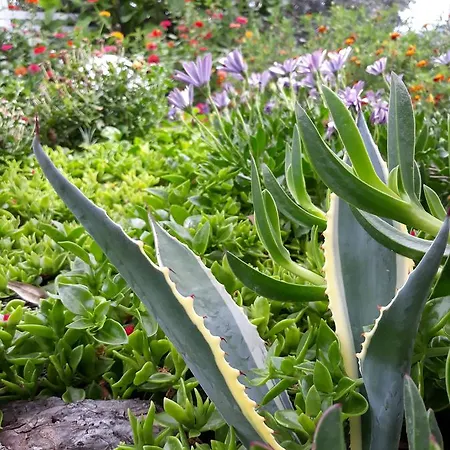 아파트 Olive Garden And *