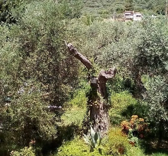 Olive Garden And Apartament Chrysi Ammoudia