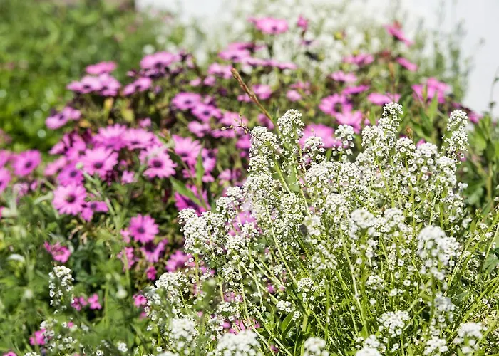 Apartament Olive Garden And