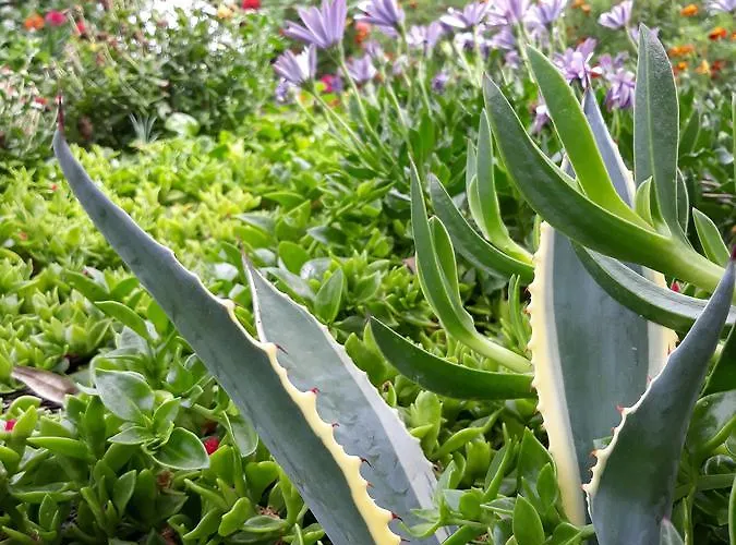 Apartament Olive Garden And *